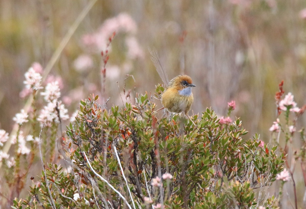 Southern Emuwren - Brendan Cook