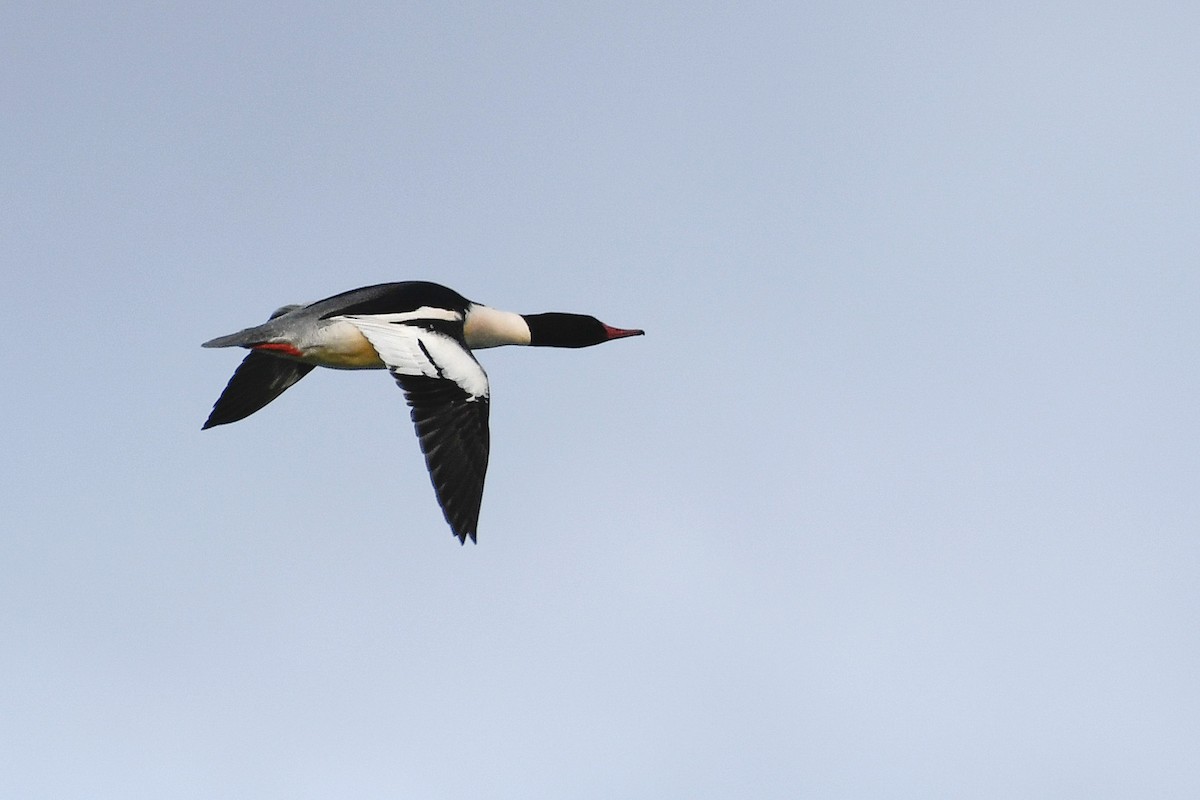 Common Merganser - ML405175051