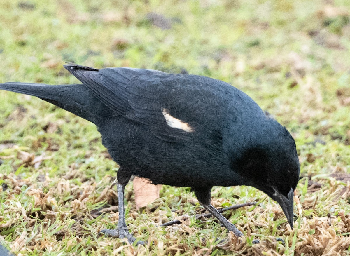 Tricolored Blackbird - Cynthia  Case