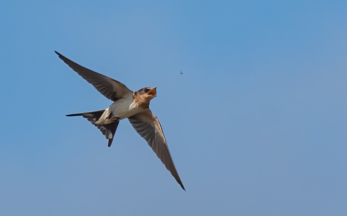 Golondrina Común - ML405176771