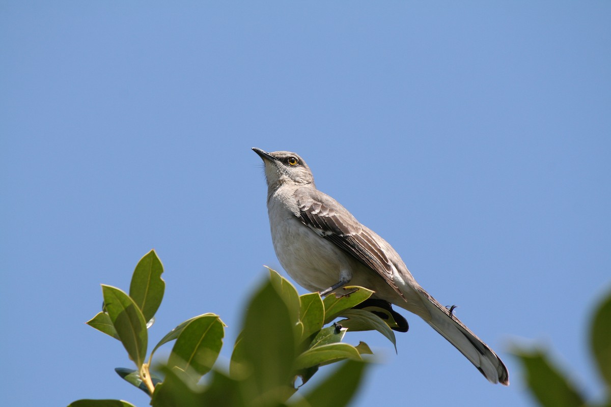 Northern Mockingbird - ML40517751