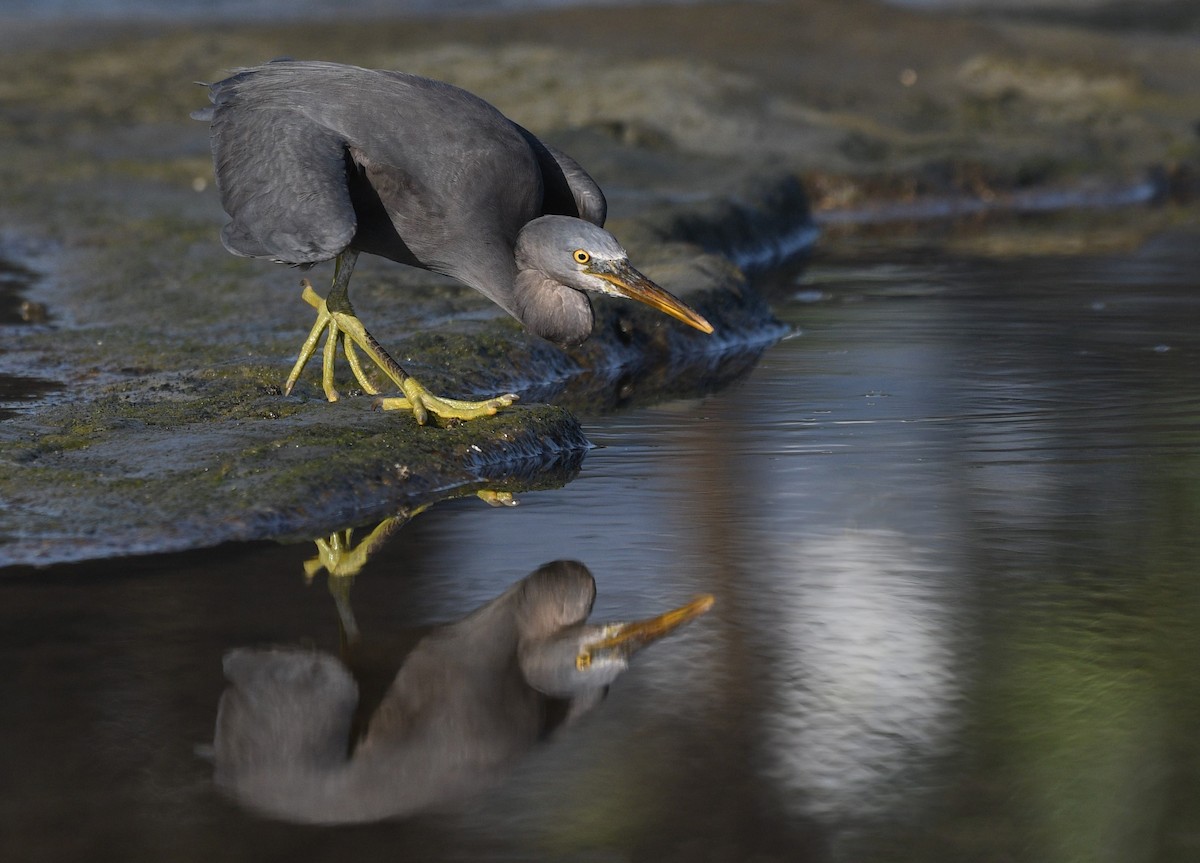 Pacific Reef-Heron - ML405178361