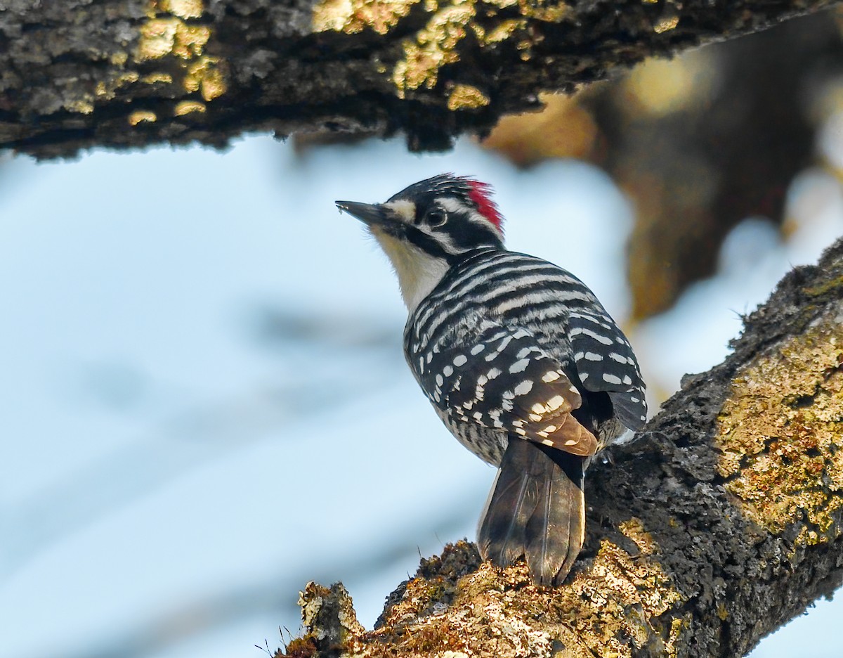 Nuttall's Woodpecker - Jerry Ting