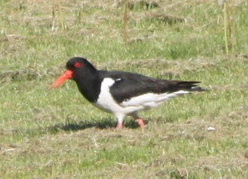 Eurasian Oystercatcher - ML405179001