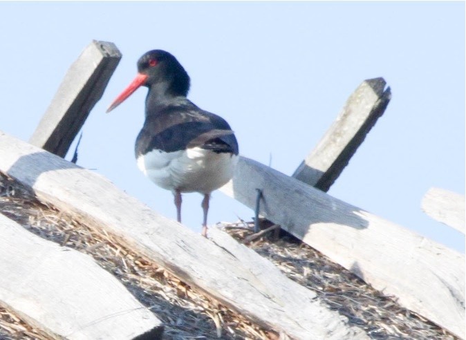 Eurasian Oystercatcher - ML405179451