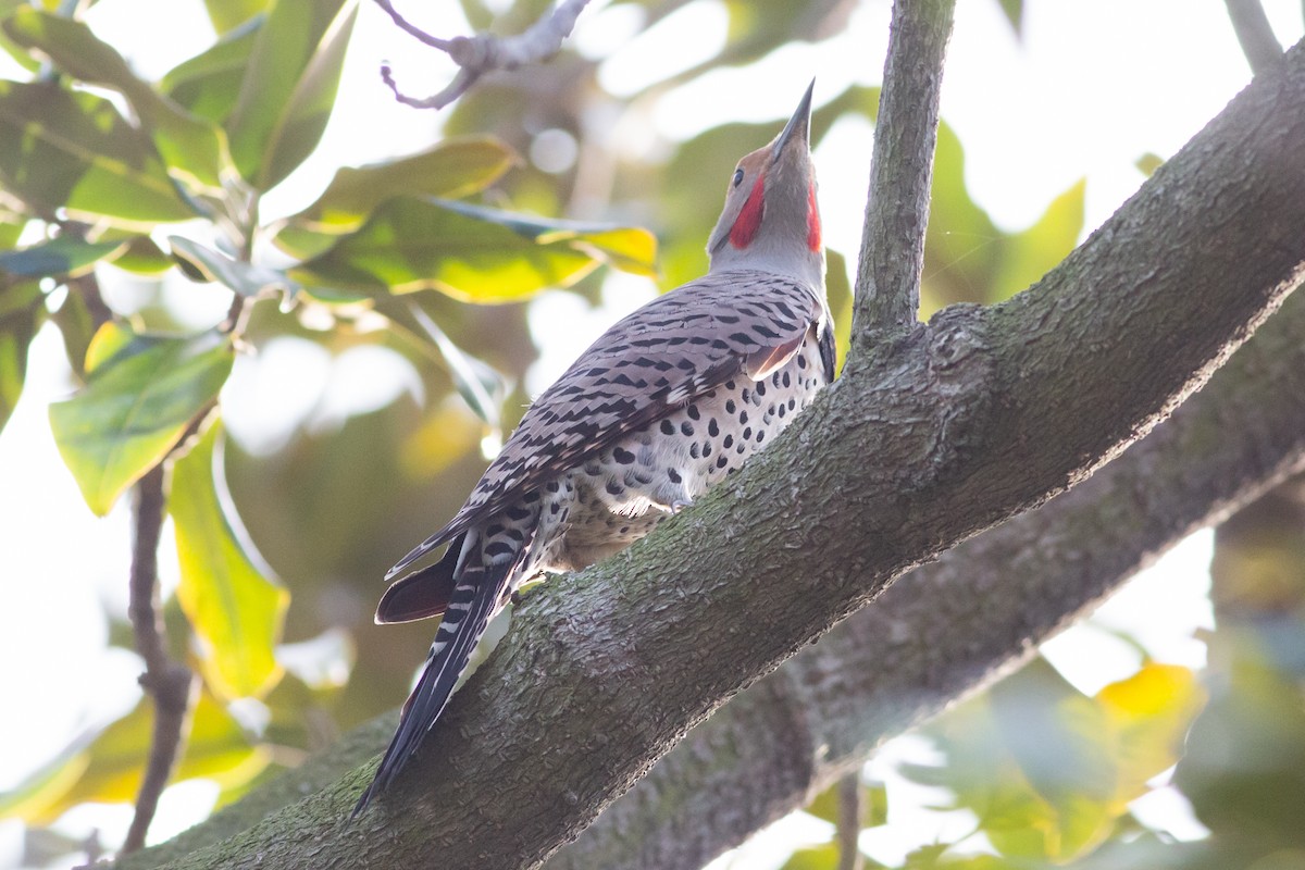 Northern Flicker (Red-shafted) - ML405179521