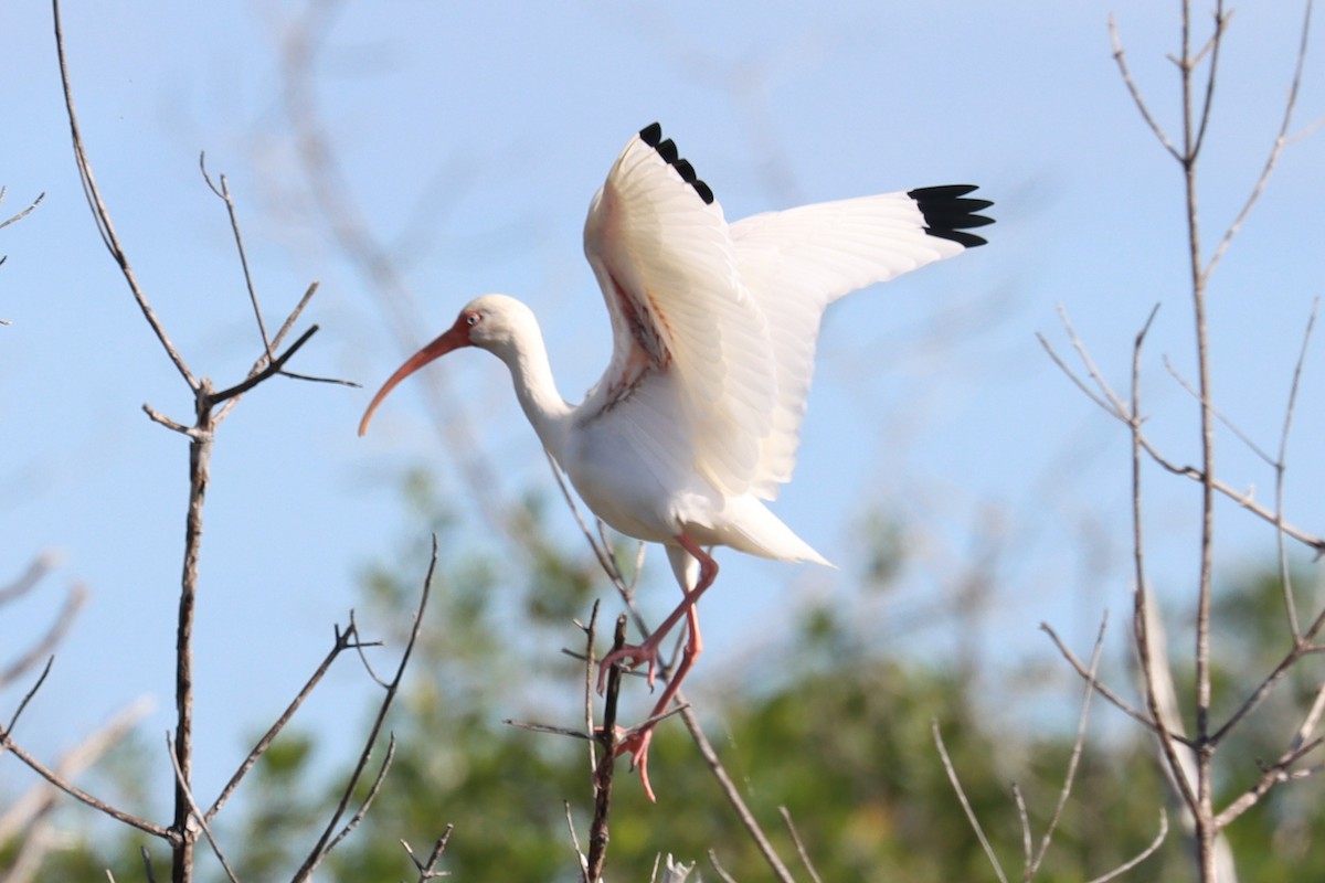 ibis bílý - ML405180061