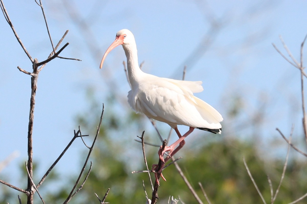ibis bílý - ML405180141
