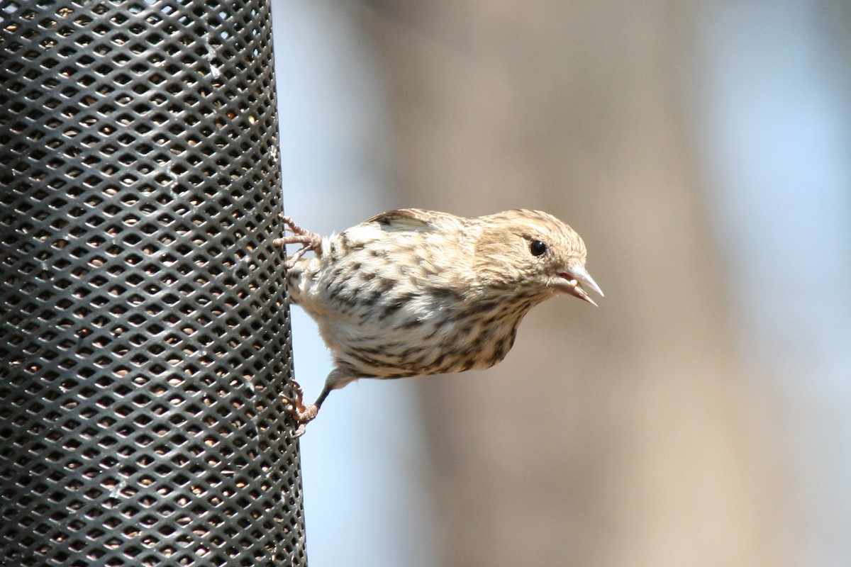 Pine Siskin - ML40518051