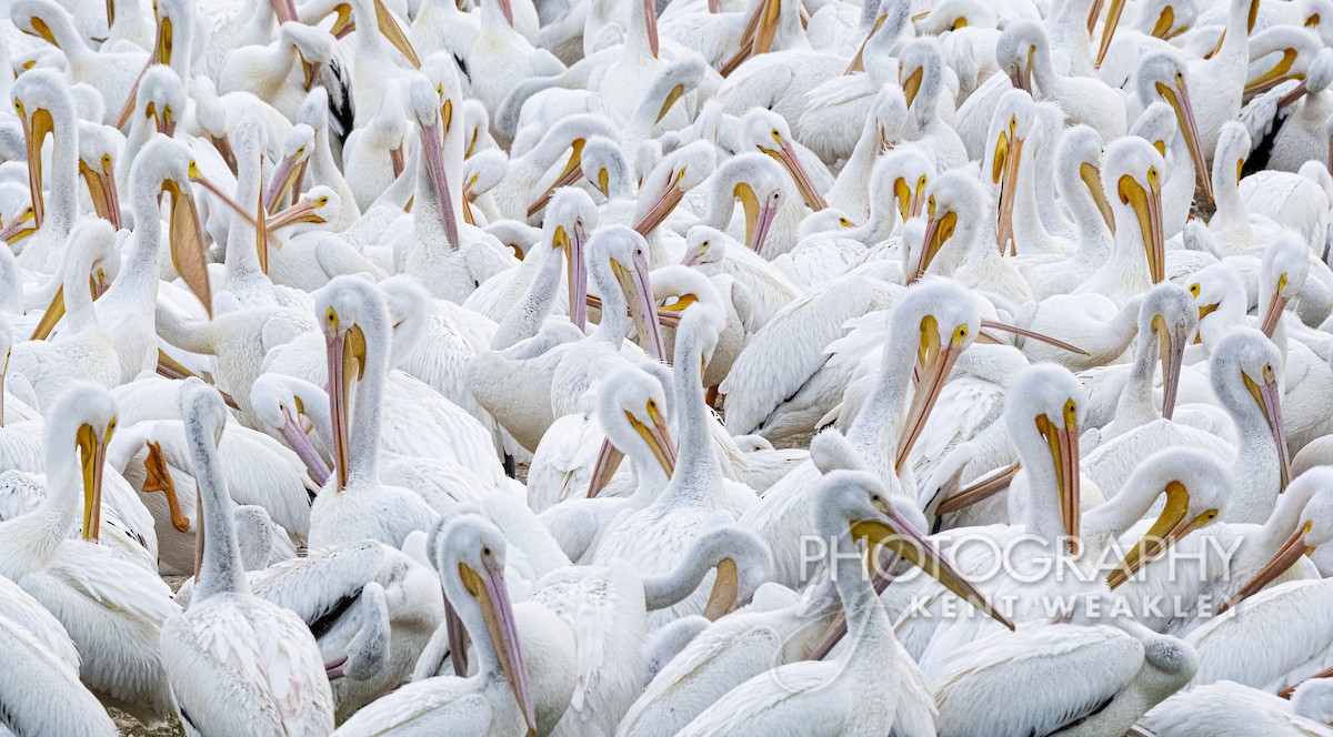 American White Pelican - Kent Weakley
