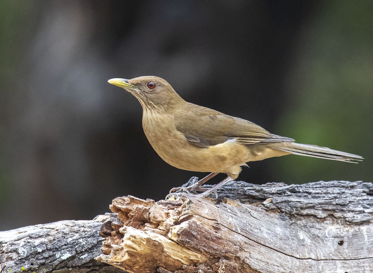 Clay-colored Thrush - ML405181451