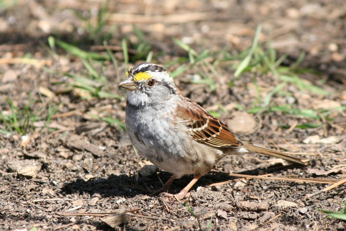 White-throated Sparrow - ML40518181