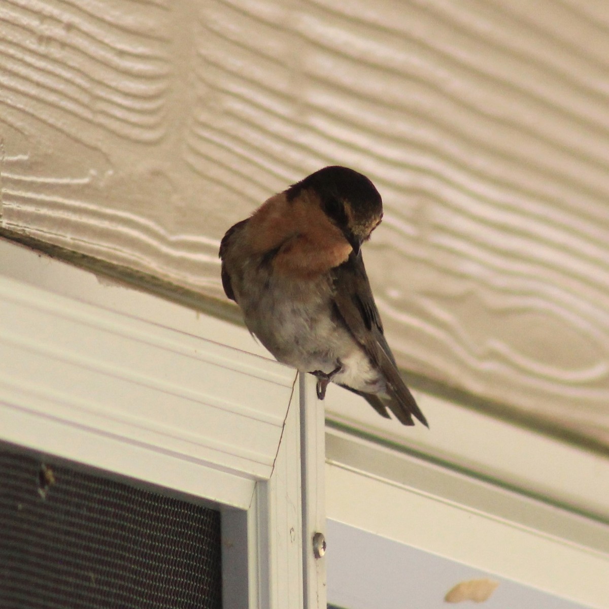 Welcome Swallow - ML405182021