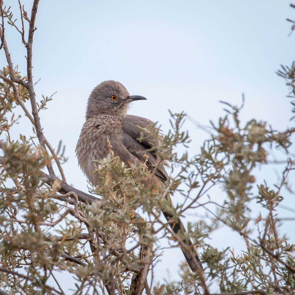 Bendire's Thrasher - ML405182381