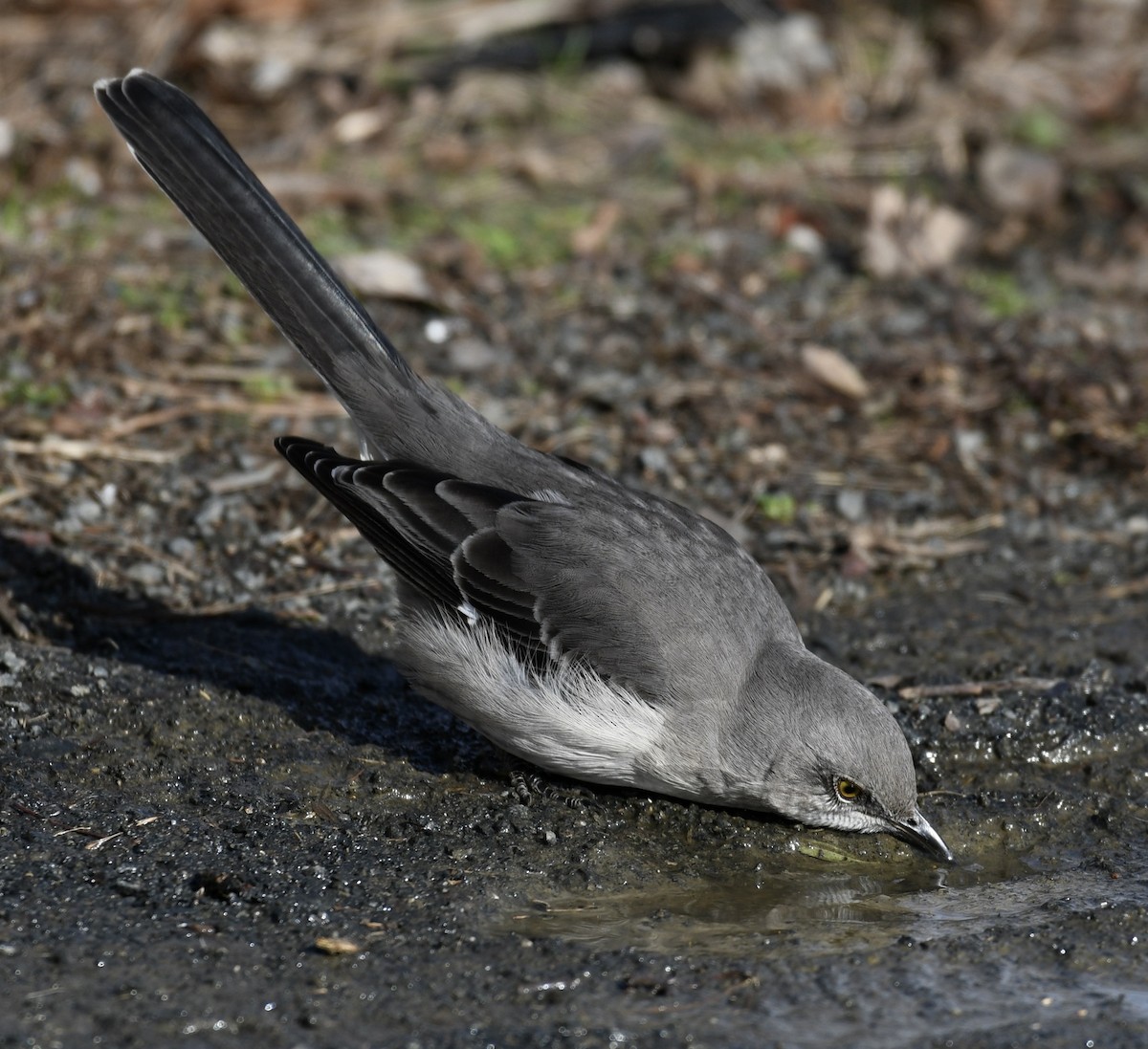 Northern Mockingbird - ML405182431