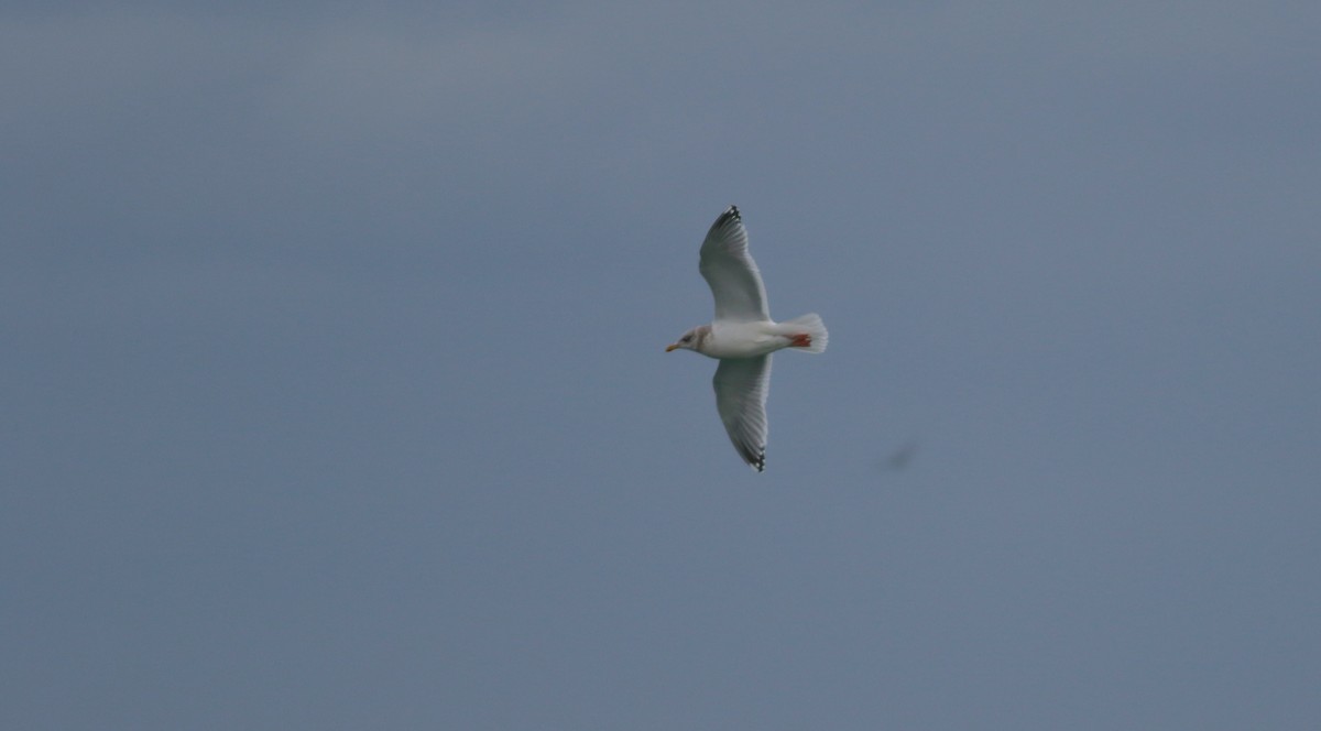 Gaviota (Larus) sp. - ML405182651