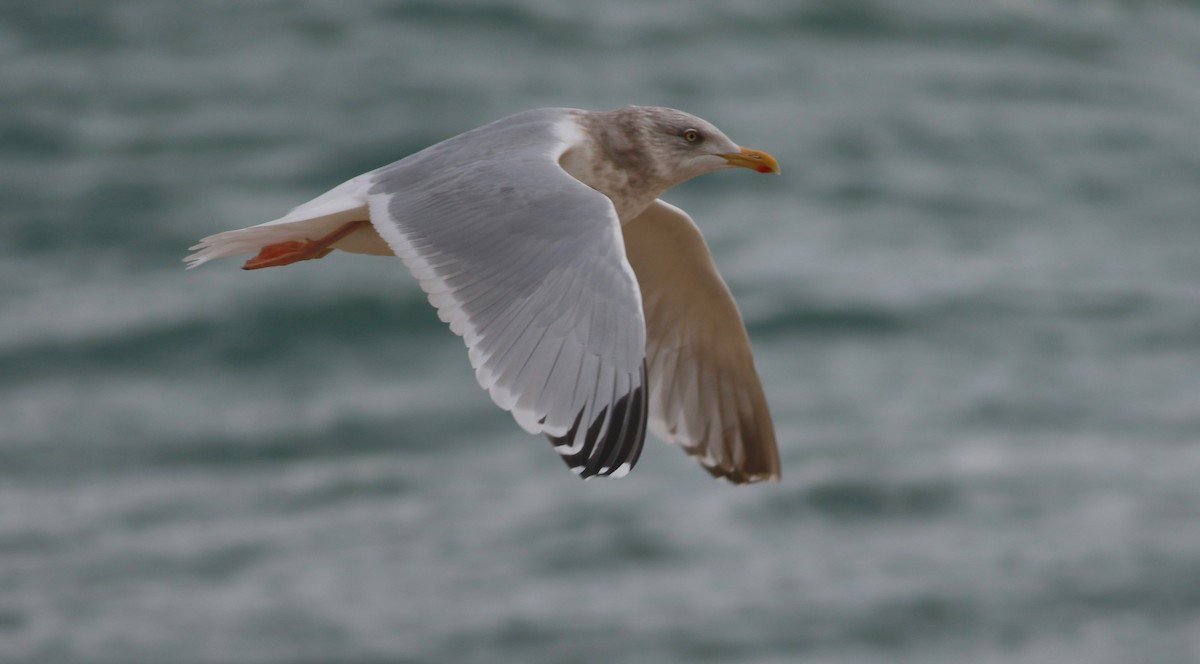 Gaviota (Larus) sp. - ML405182681