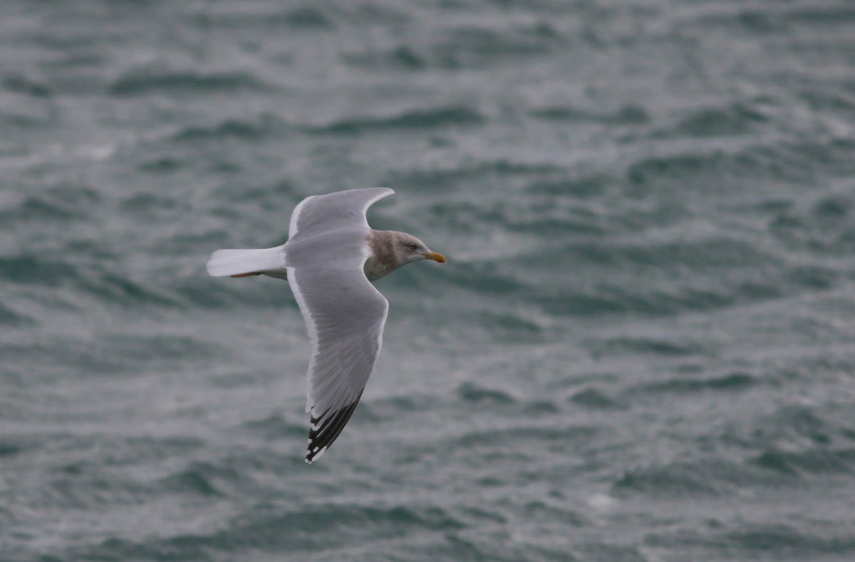 Gaviota (Larus) sp. - ML405182691