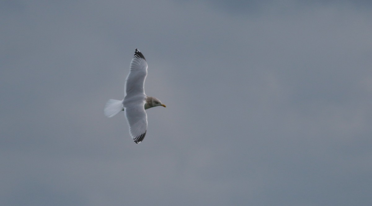 Gaviota (Larus) sp. - ML405182711