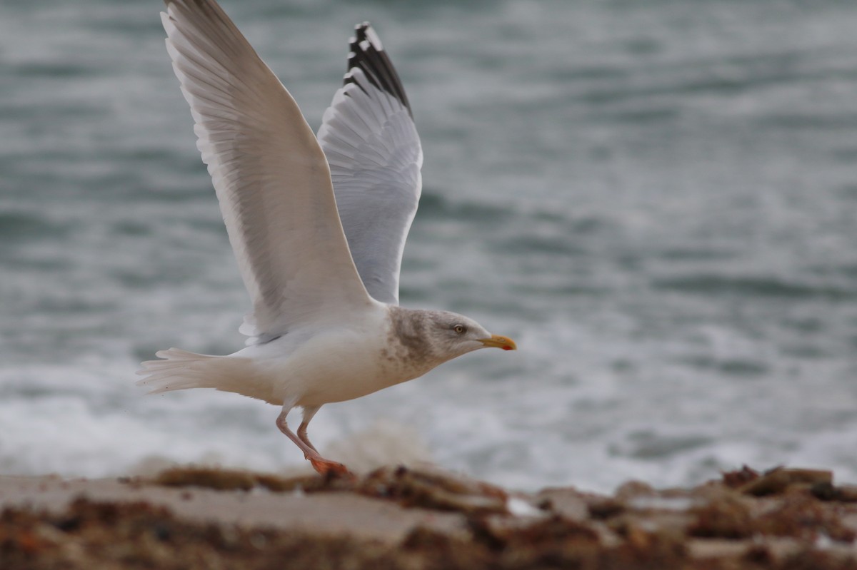 tanımsız Larus sp. - ML405182721