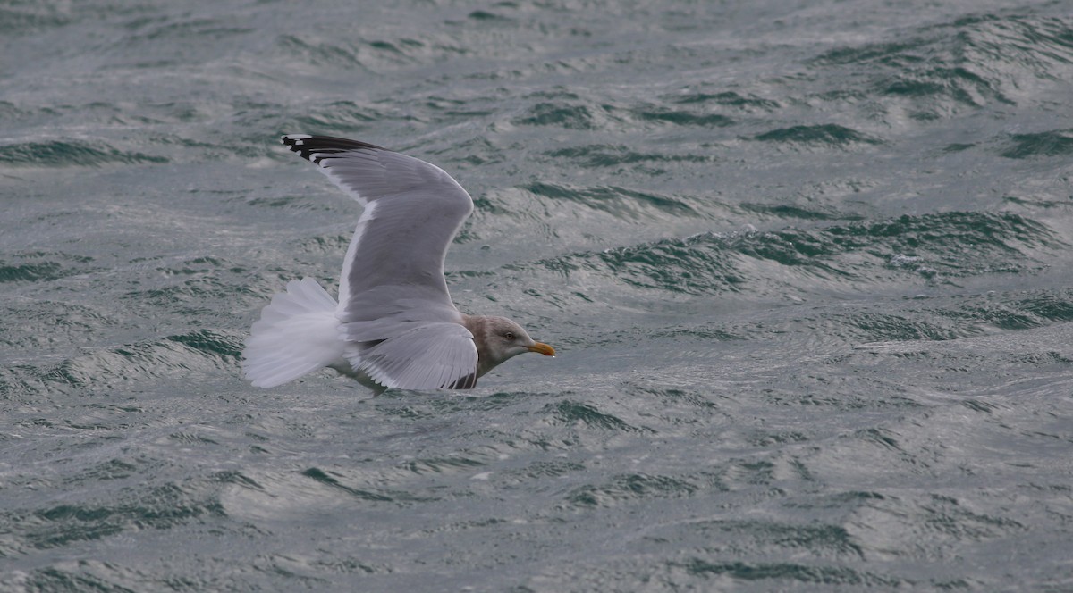 Larus sp. - ML405182741