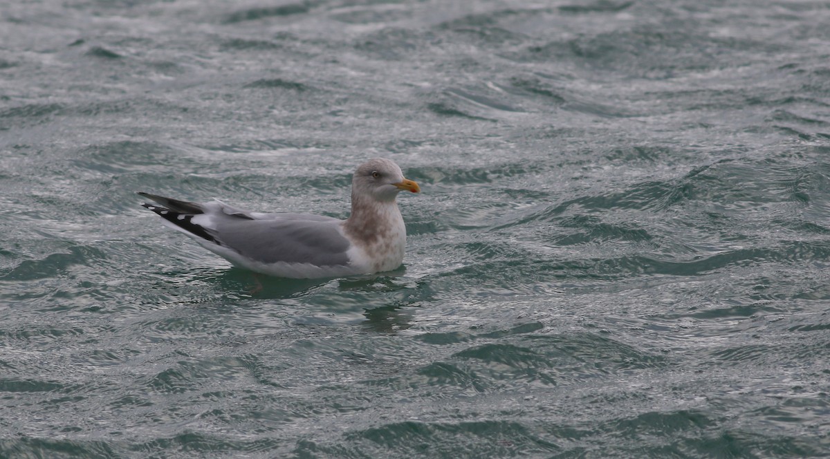 Gaviota (Larus) sp. - ML405182751