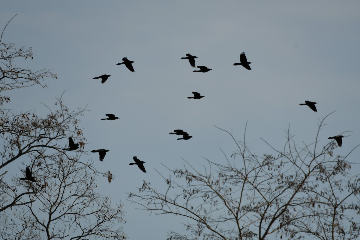 Common Grackle - Leon Meintjes