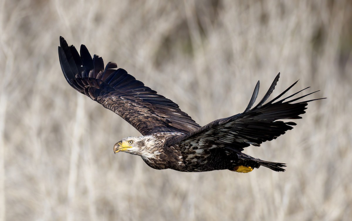 Bald Eagle - Steve Colwell