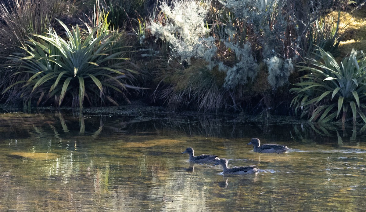 Andean Teal (Merida) - ML405183551