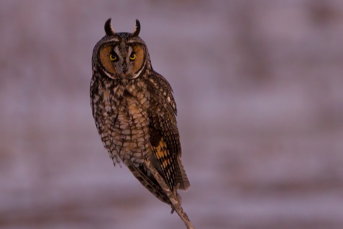 Long-eared Owl - ML405183881
