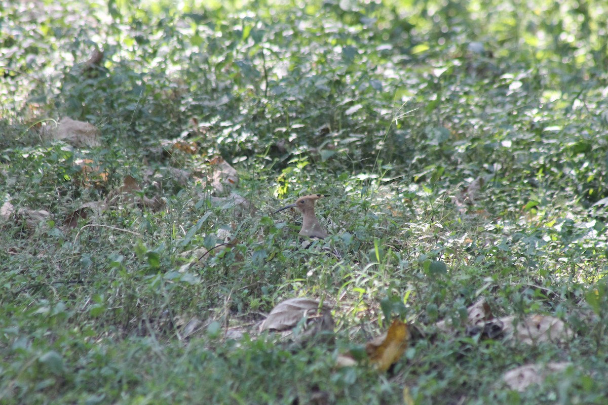 Eurasian Hoopoe - ML405183911