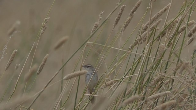 Tawny Grassbird - ML405184551