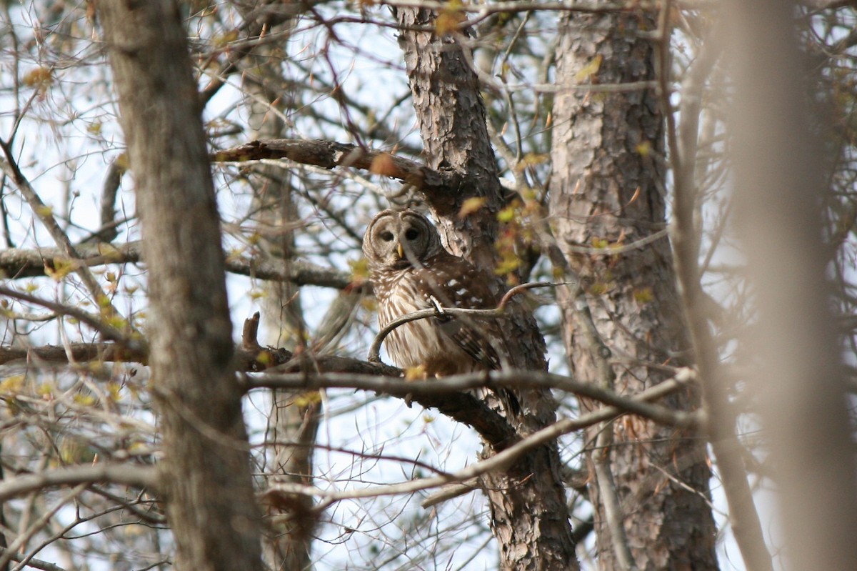 Barred Owl - ML40518561