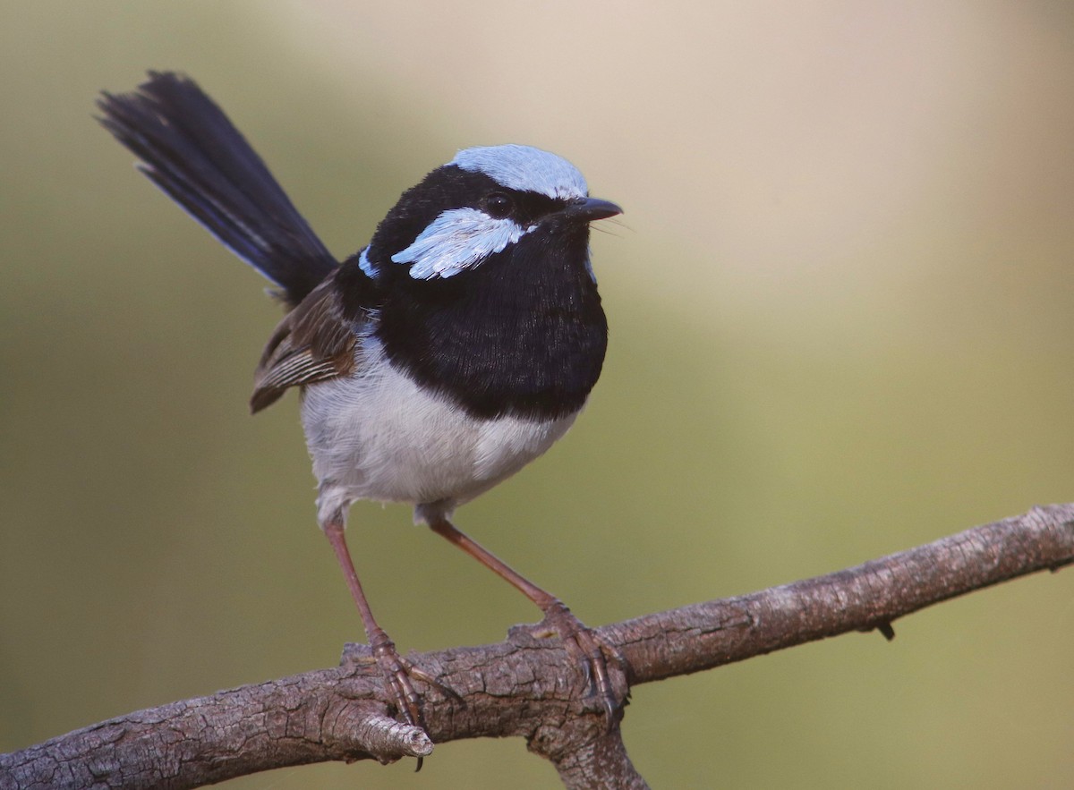 Superb Fairywren - ML405186371