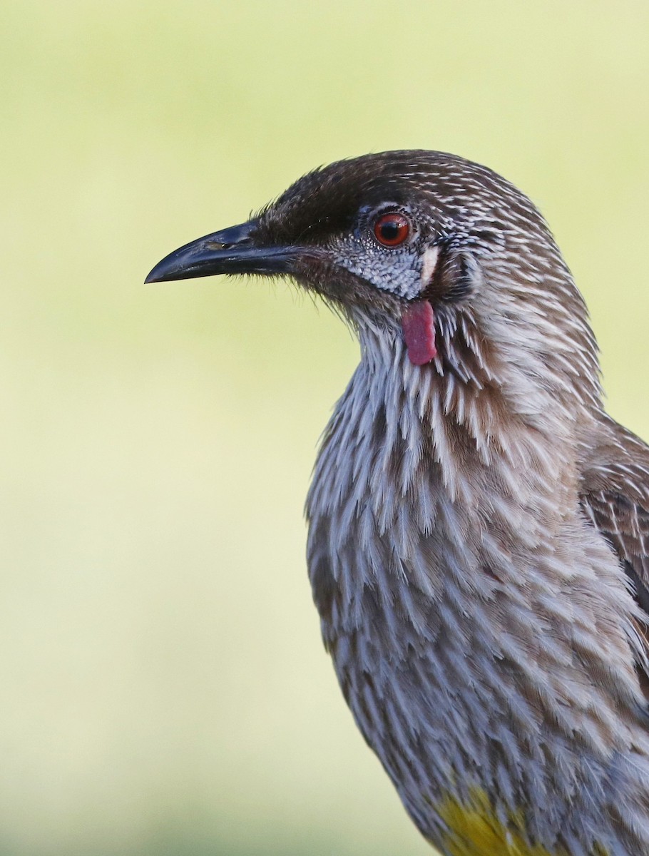 Red Wattlebird - ML405186511