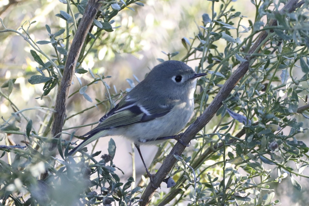 Ruby-crowned Kinglet - ML405187691