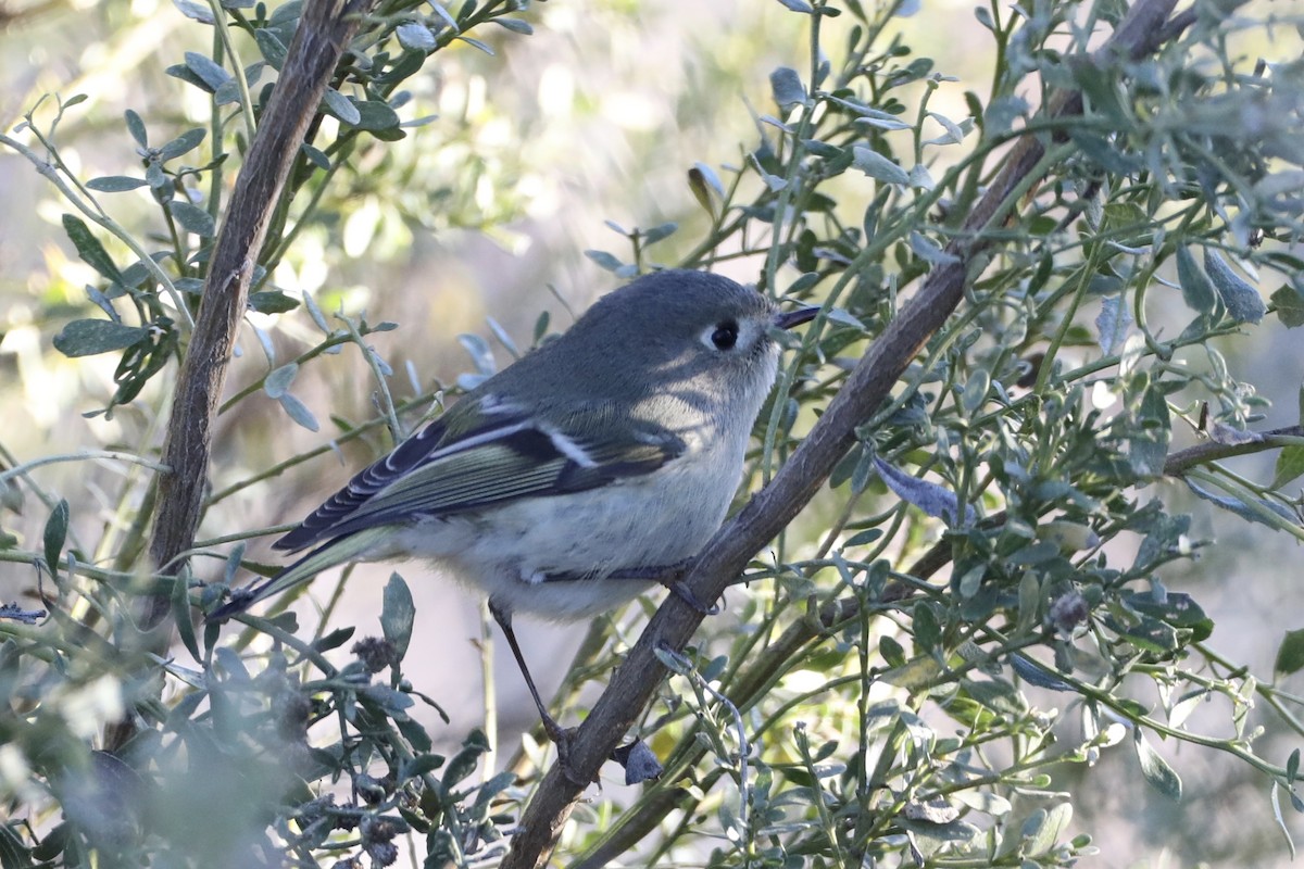 Ruby-crowned Kinglet - ML405187731