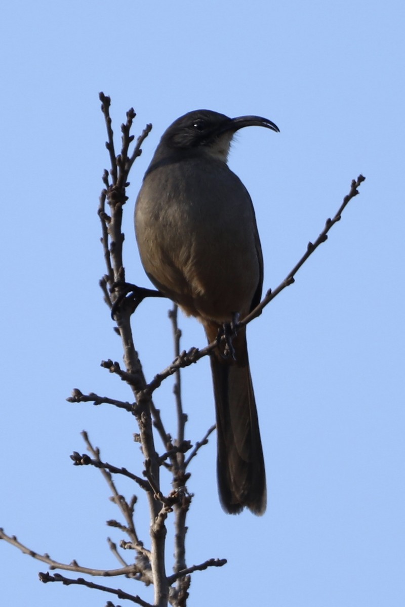 California Thrasher - ML405187841