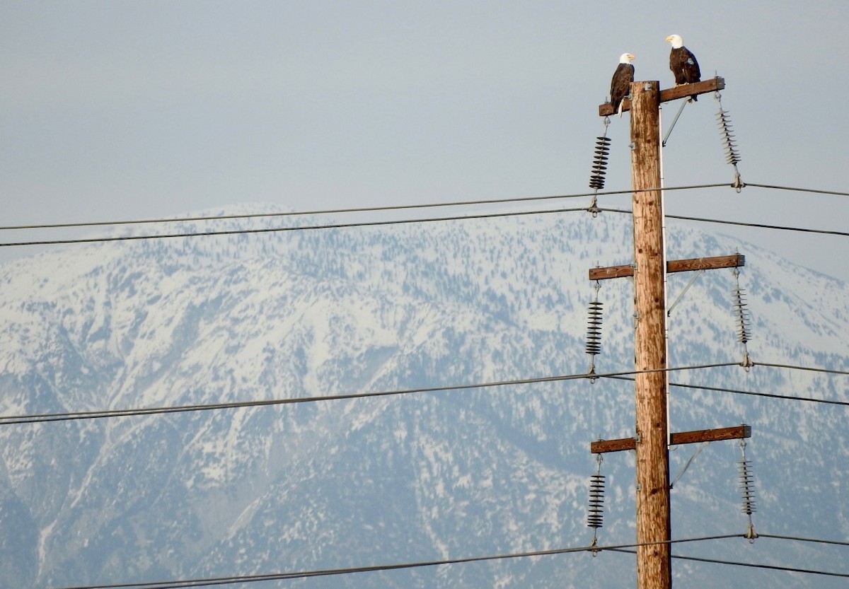 Bald Eagle - ML405189131