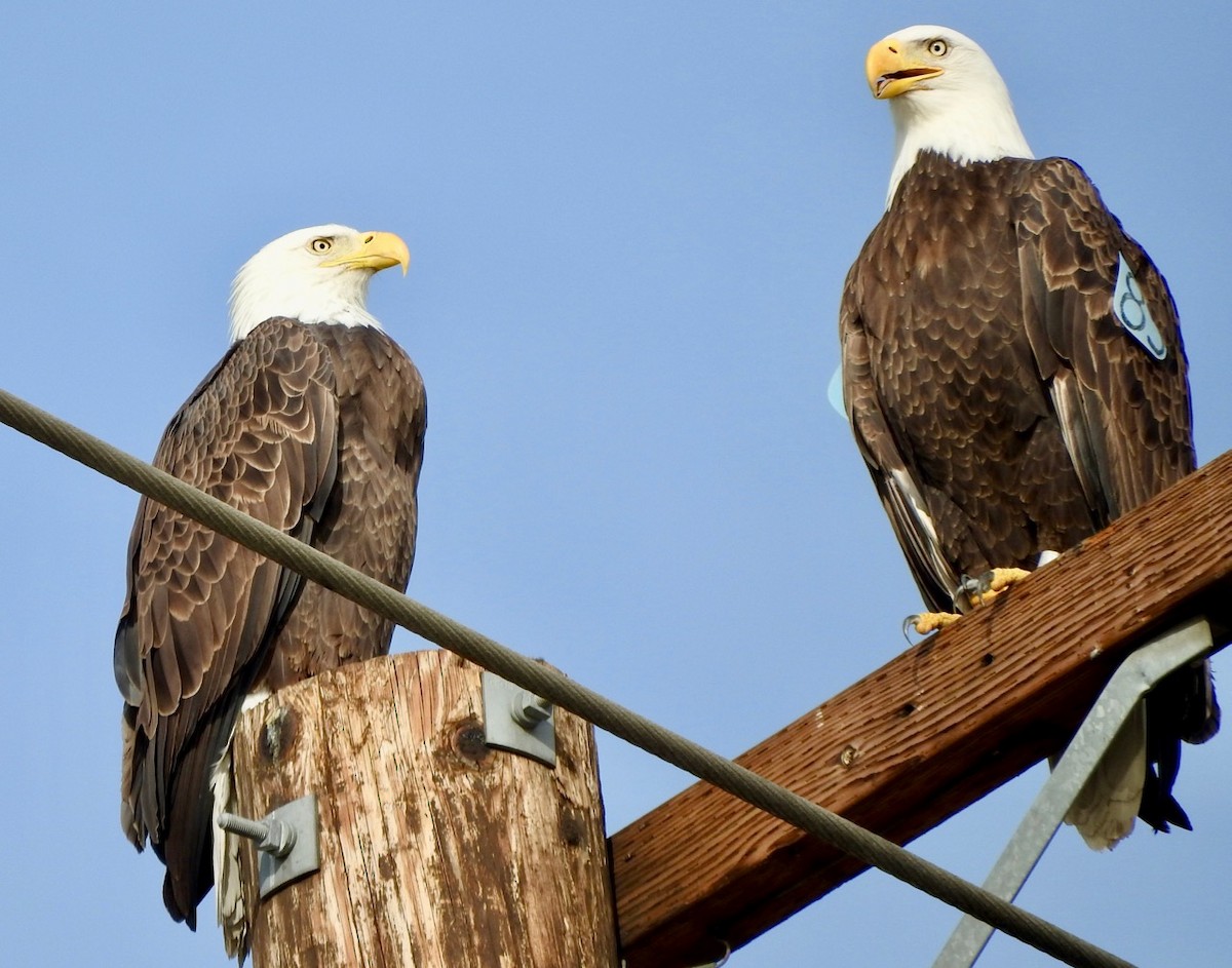 Bald Eagle - Kurt Wahl