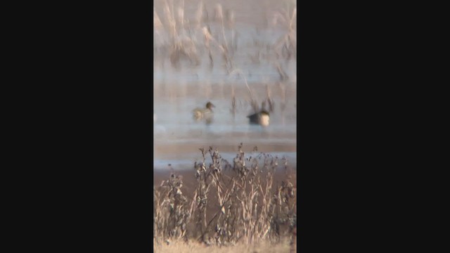 Green-winged Teal (Eurasian x American) - ML405190281