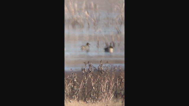 Green-winged Teal (Eurasian x American) - ML405190281