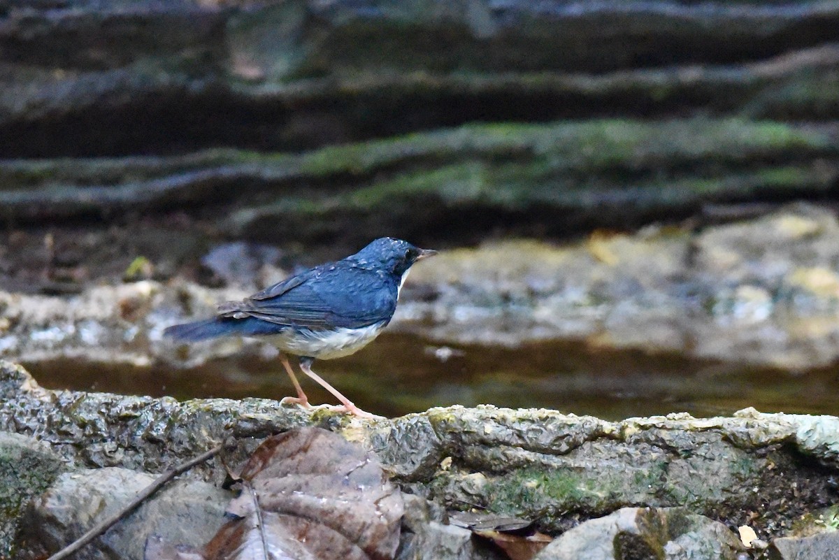 Siberian Blue Robin - ML405190431