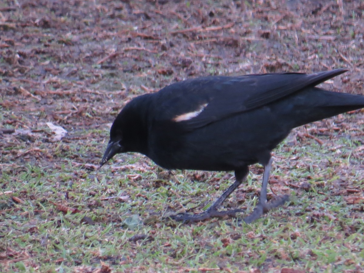 Tricolored Blackbird - ML405191781