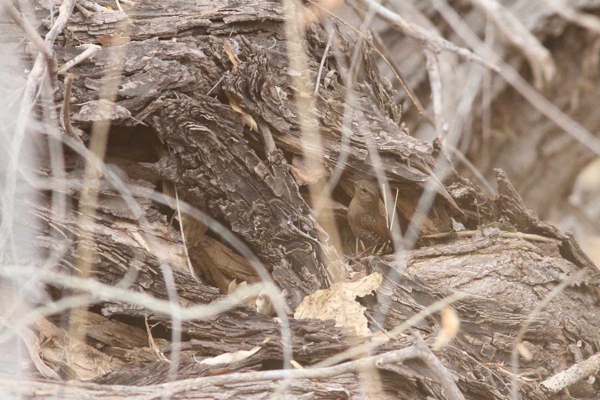 Pacific Wren - ML405191811