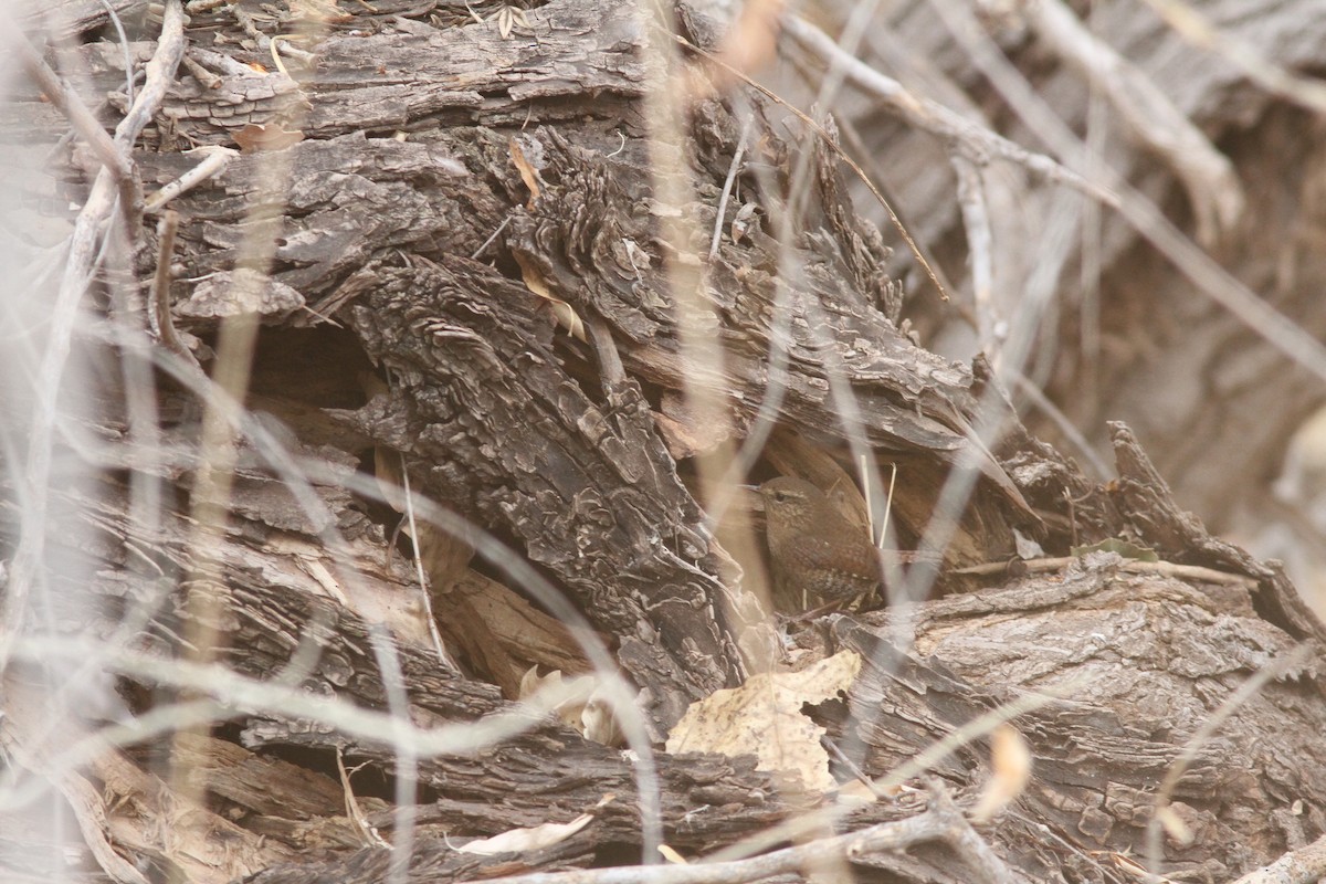 Pacific Wren - ML405191821