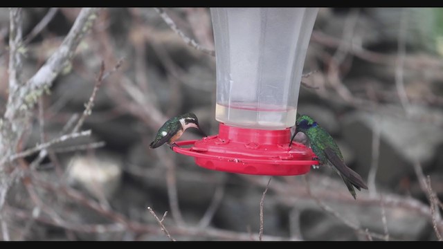 Colibri de Santa Marta - ML405191871