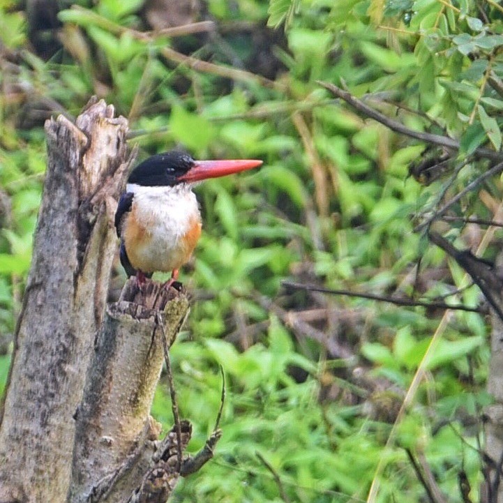 Black-capped Kingfisher - ML405193721