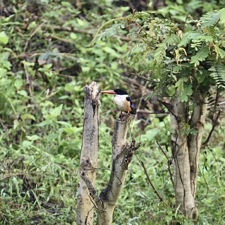 Black-capped Kingfisher - ML405193931