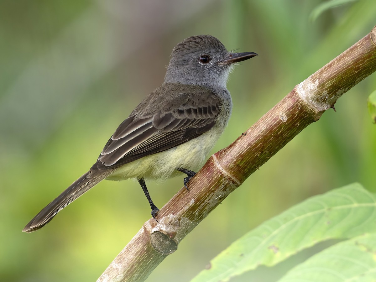 Panama Flycatcher - Andres Vasquez Noboa